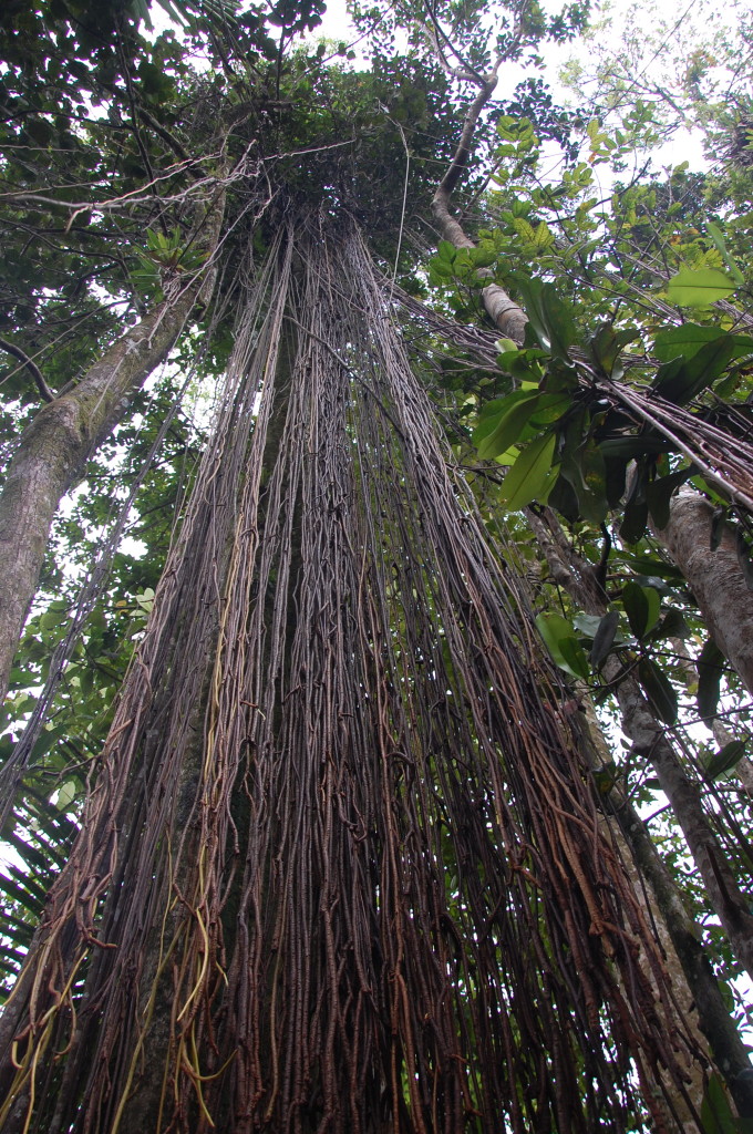 El Yunque Rainforest Tree
