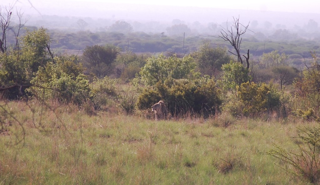 Male Lion Pilanesberg National Park