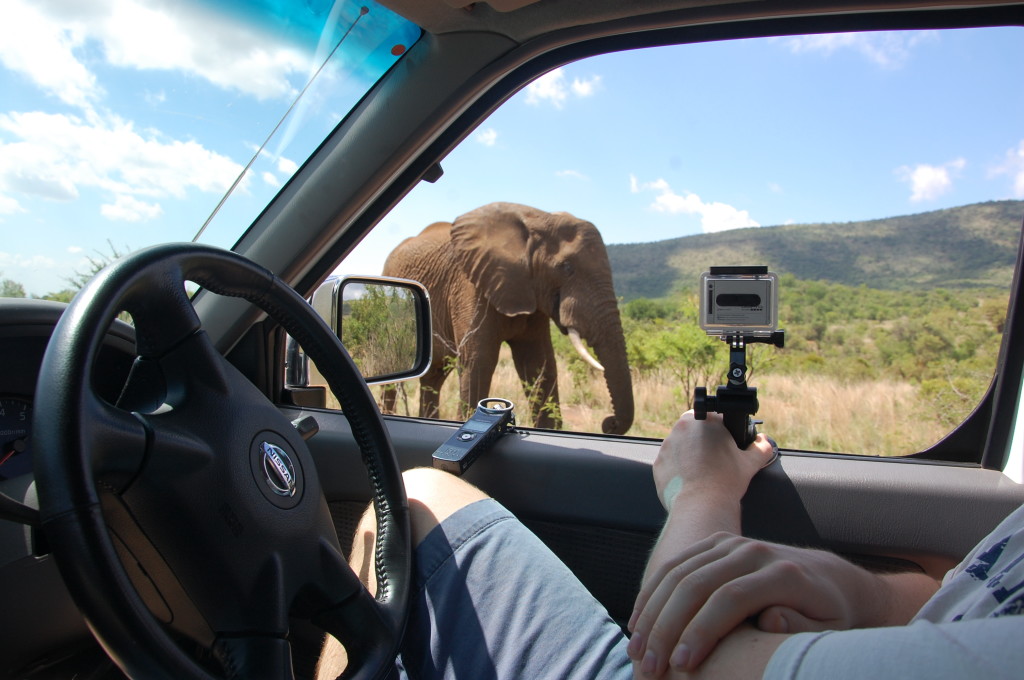Elephant Pilanesberg National Park