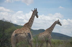 Giraffe Pilanesberg National Park