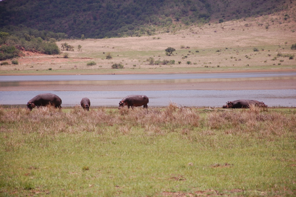 Hippo Pilanesberg National Park