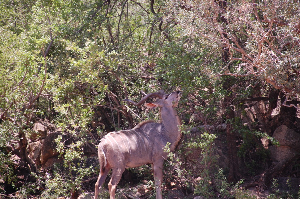 Kudo Pilanesberg National Park