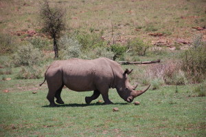 Rino Pilanesberg National Park