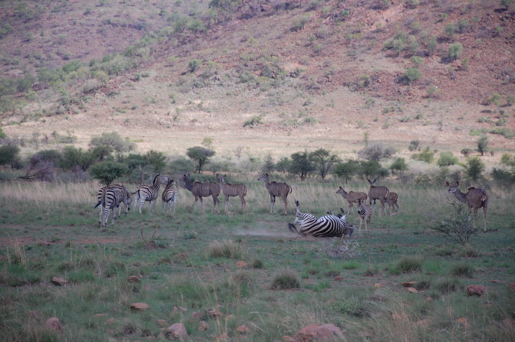 Zebra Pilanesberg National Park
