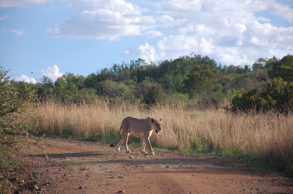 Female Lion Pilanesberg National Park