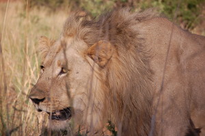 Lion Pilanesberg National Park