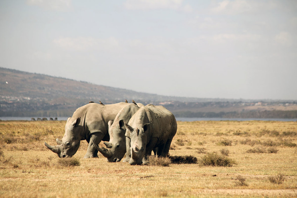 Lake Nakuru rhinos 1