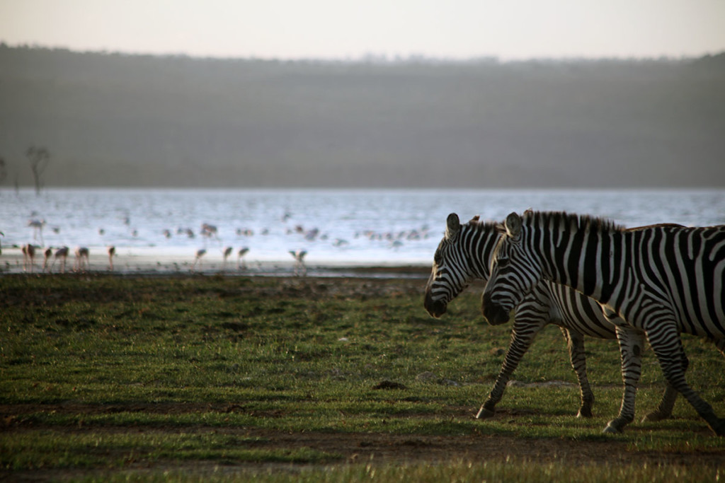 Lake Nakuru zebras 2