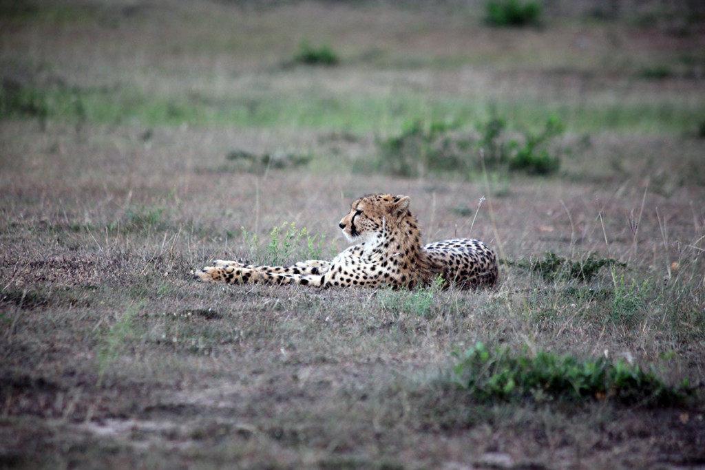 Masai Mara cheetah 1