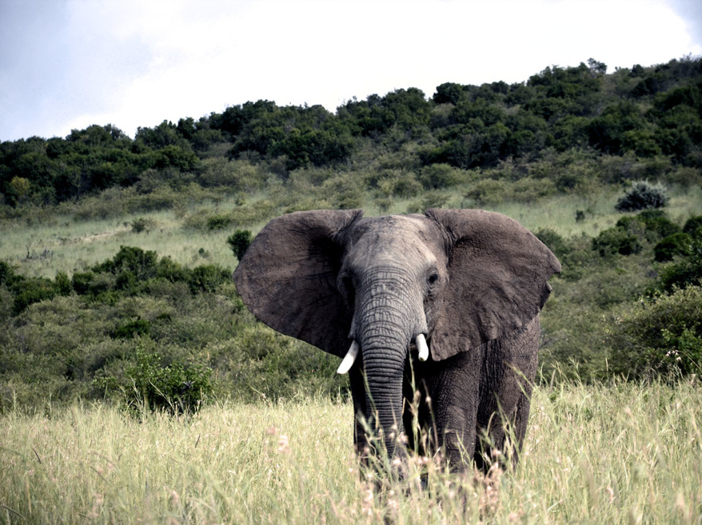 Masai Mara elephant 1