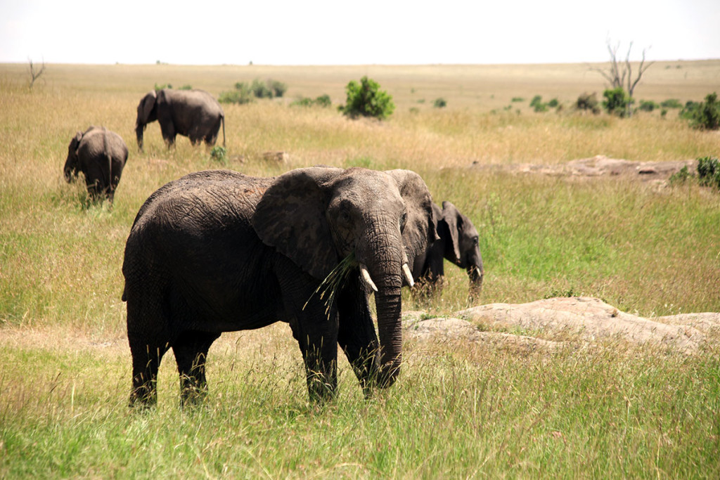 Masai Mara elephant 3