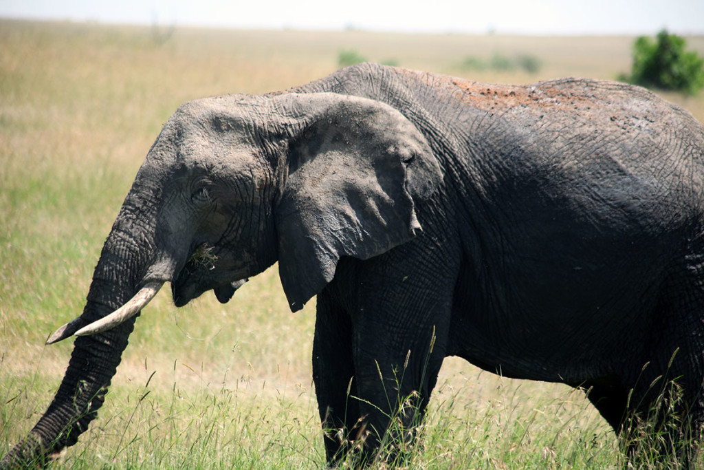 Masai Mara elephant 4