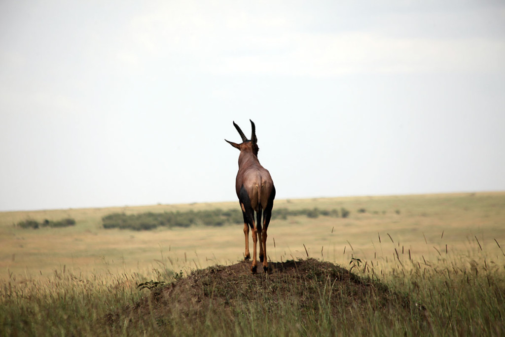 Masai Mara gazelle