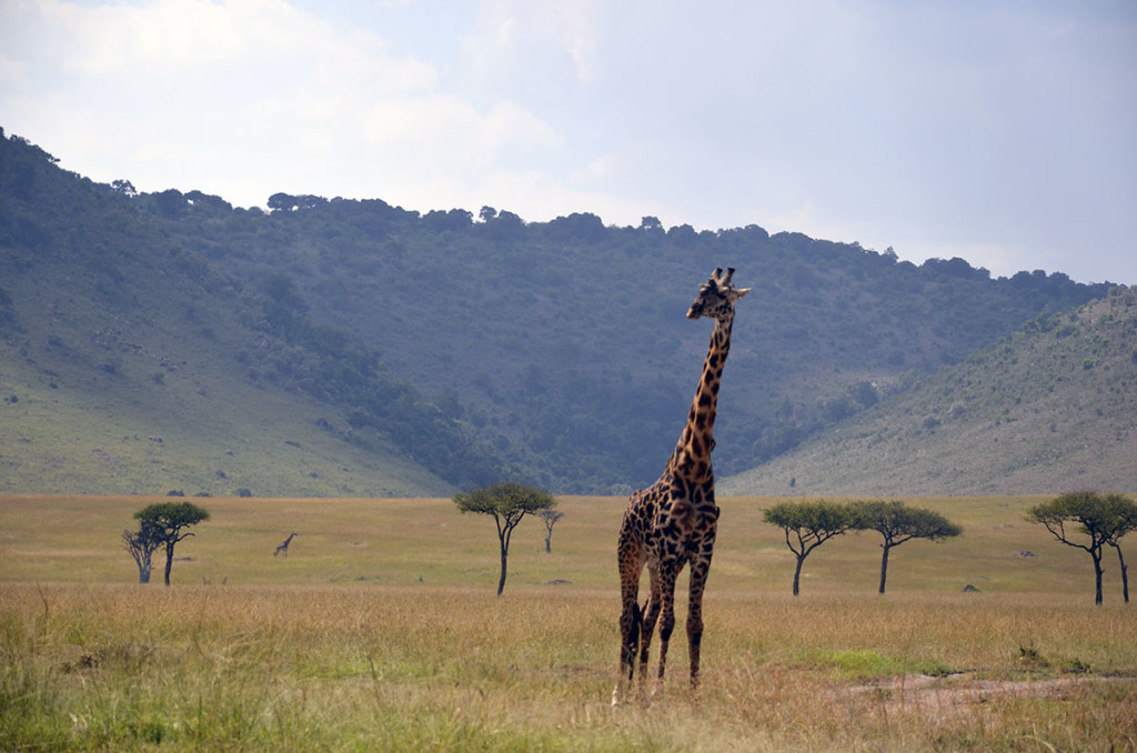Masai Mara giraffe 1