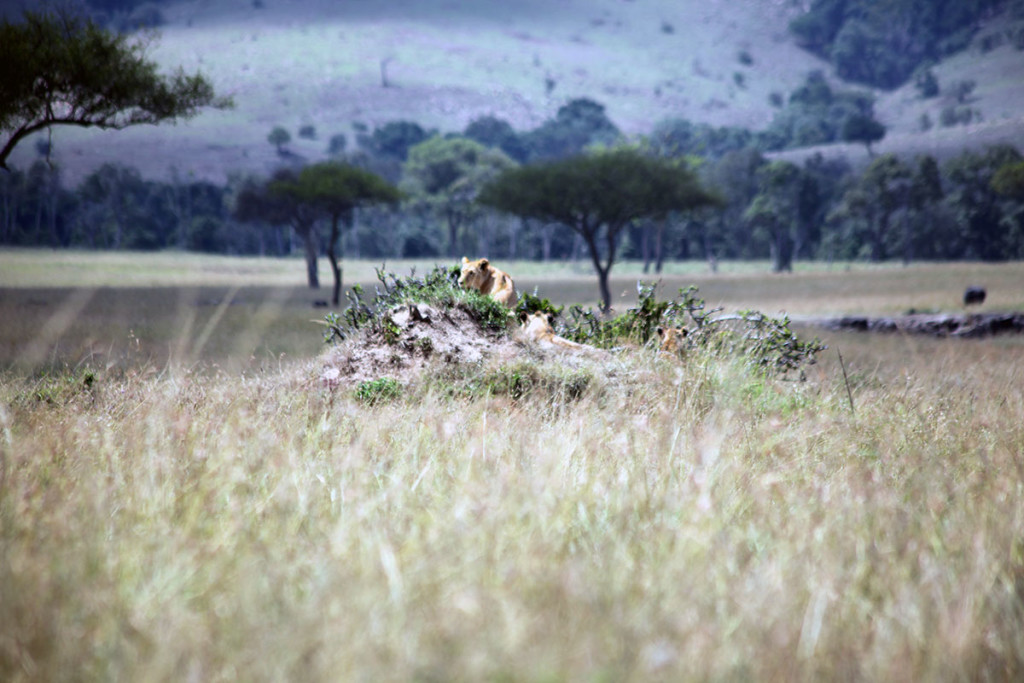Masai Mara lion 1