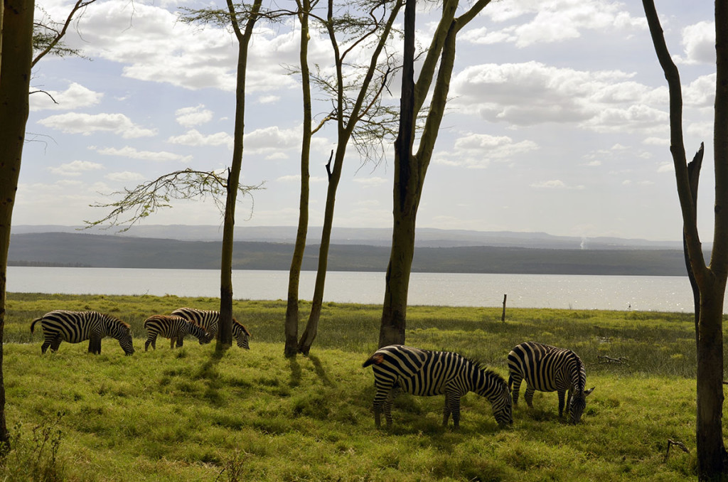 zebras in nakuru